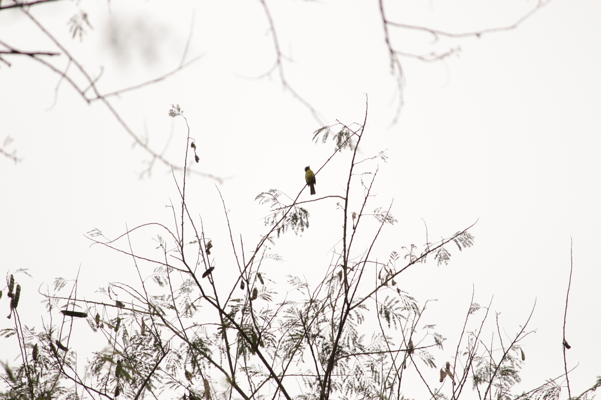 Three-striped Flycatcher (Conopias trivirgatus), photo 6