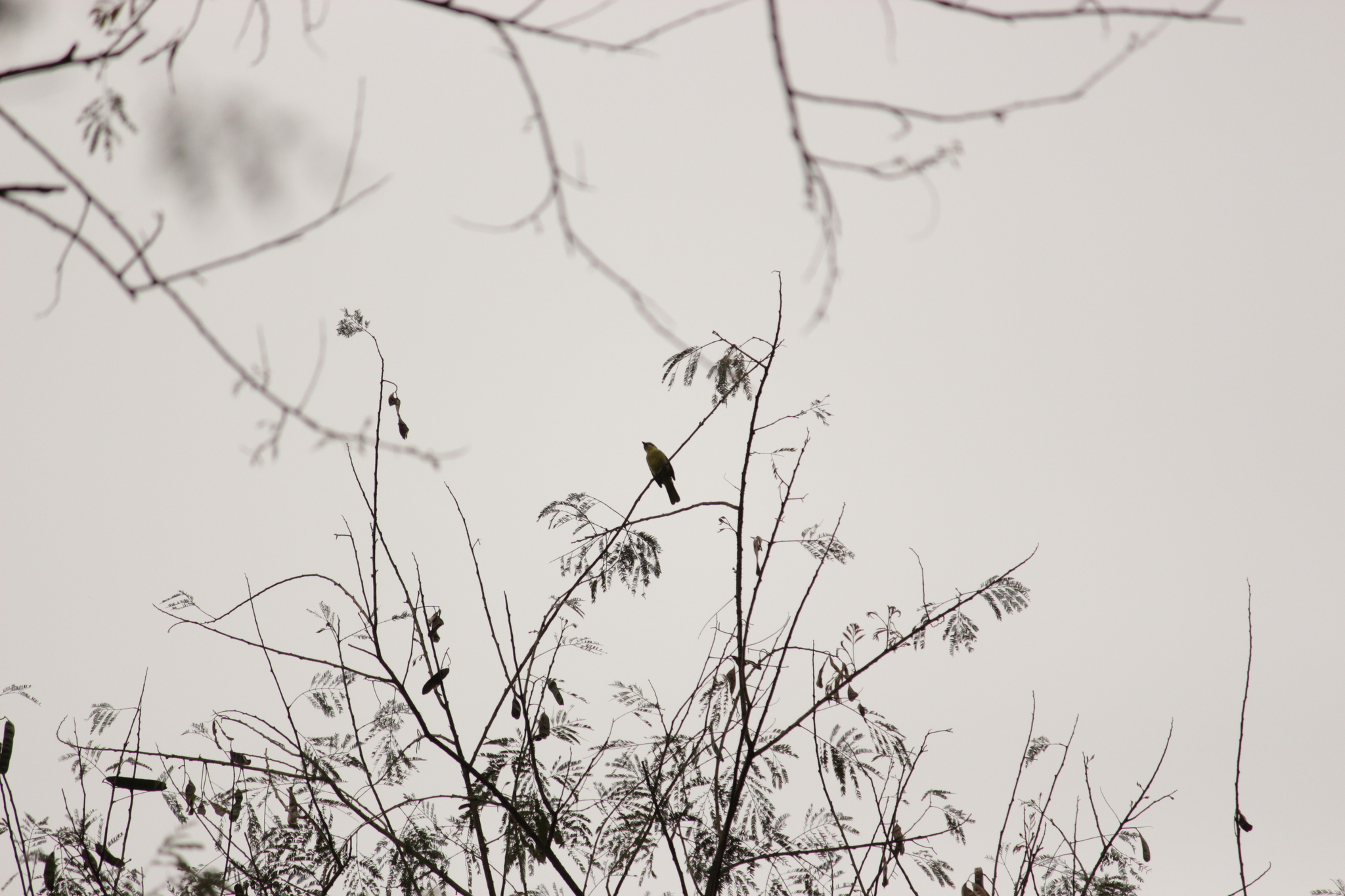 Three-striped Flycatcher (Conopias trivirgatus), photo 7