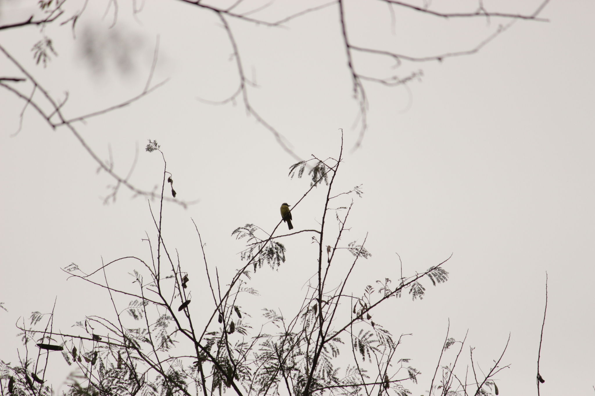 Three-striped Flycatcher (Conopias trivirgatus), photo 8