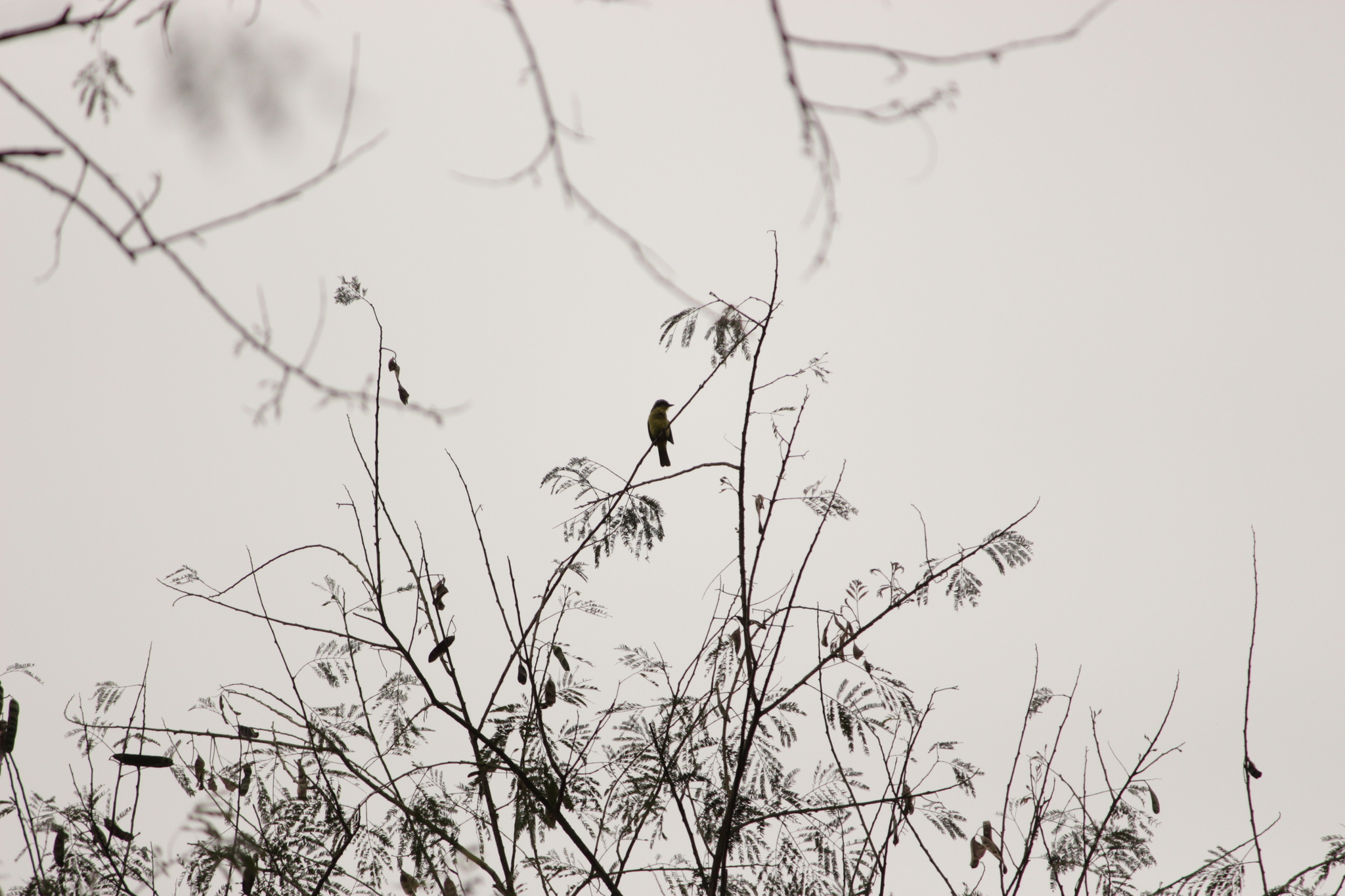 Three-striped Flycatcher (Conopias trivirgatus), photo 9