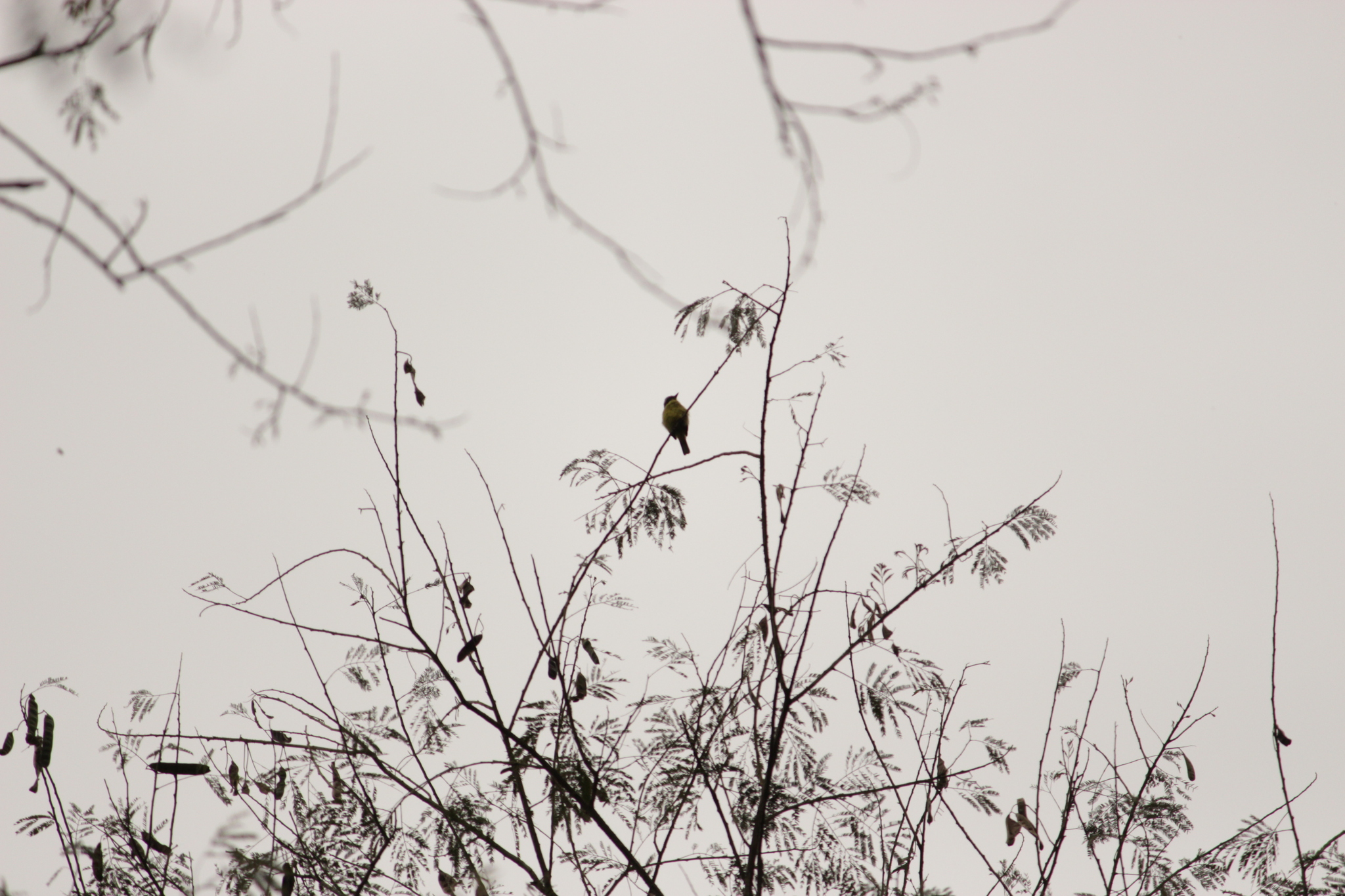 Three-striped Flycatcher (Conopias trivirgatus), photo 10