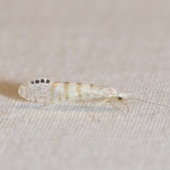 Nectopsyche exquisita