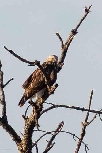 Rough-legged Hawk photographed in Iowa