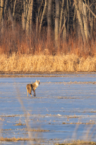 Coyote photographed in Iowa