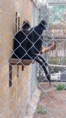 Trachypithecus francoisi