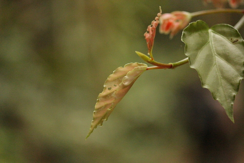 Image of Begonia radicans by (c) Bruno Luka de Souza Bambirra Silveira, some rights reserved (CC BY)