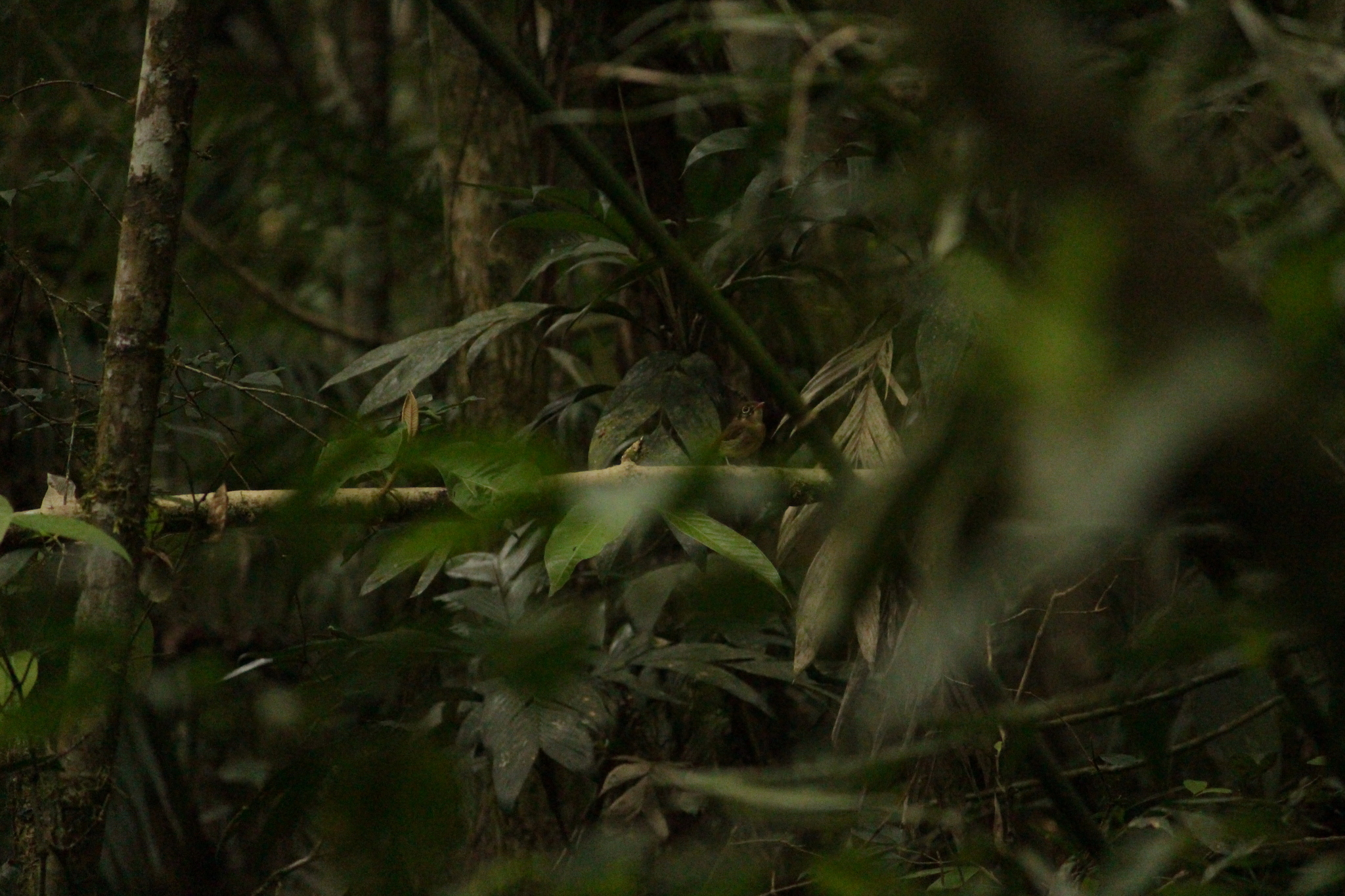 Russet-winged Spadebill (Platyrinchus leucoryphus), photo 4