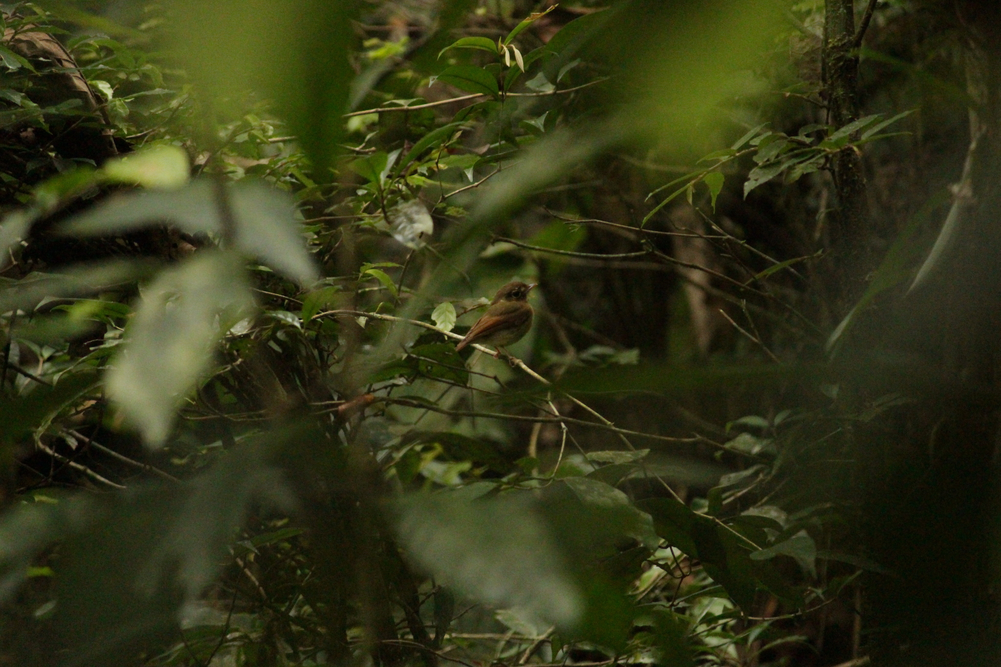 Russet-winged Spadebill (Platyrinchus leucoryphus), photo 7