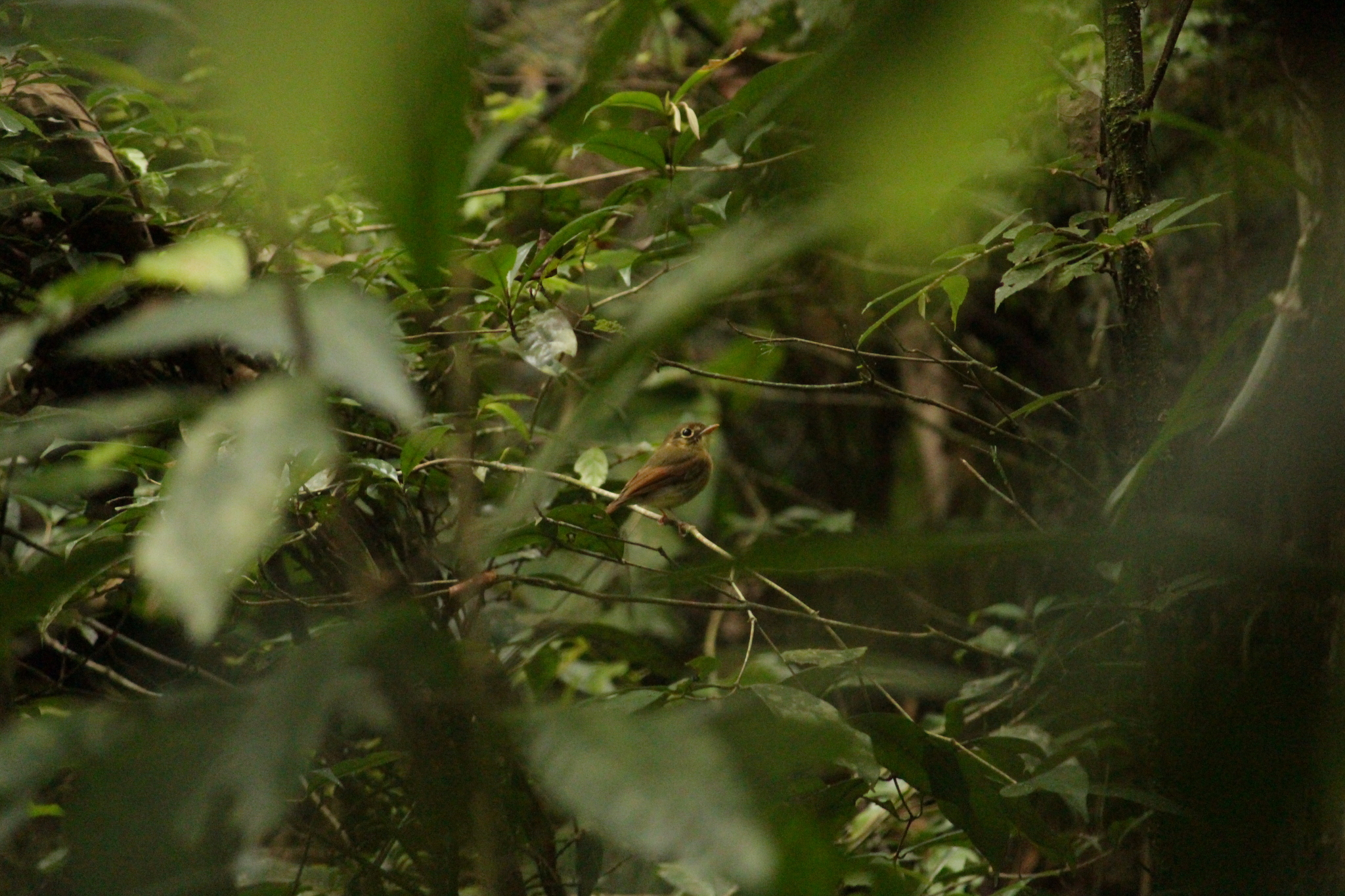 Russet-winged Spadebill (Platyrinchus leucoryphus), photo 8