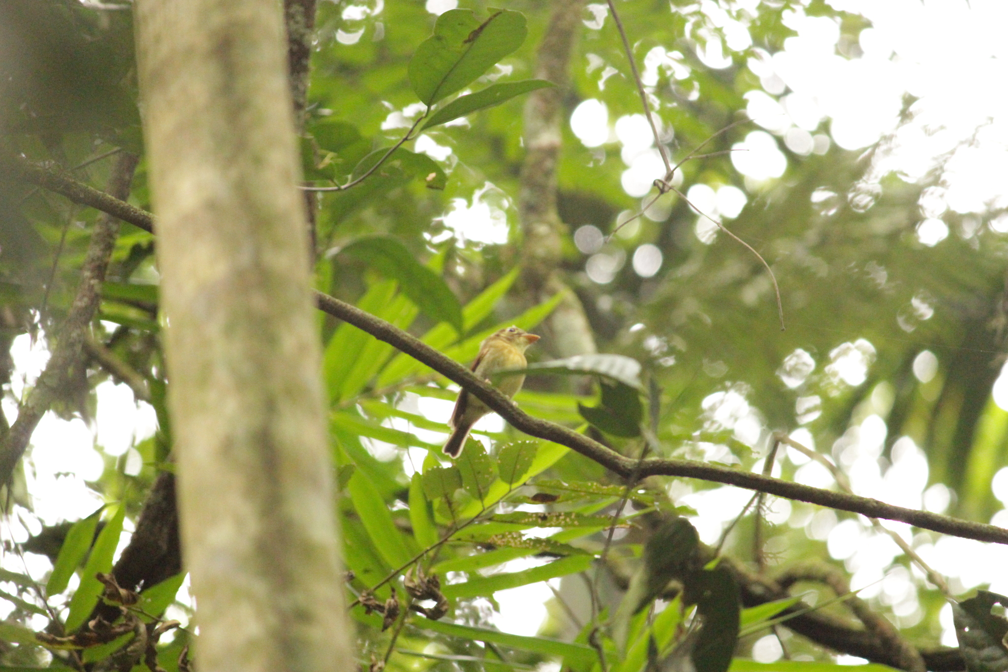 Russet-winged Spadebill (Platyrinchus leucoryphus), photo 9