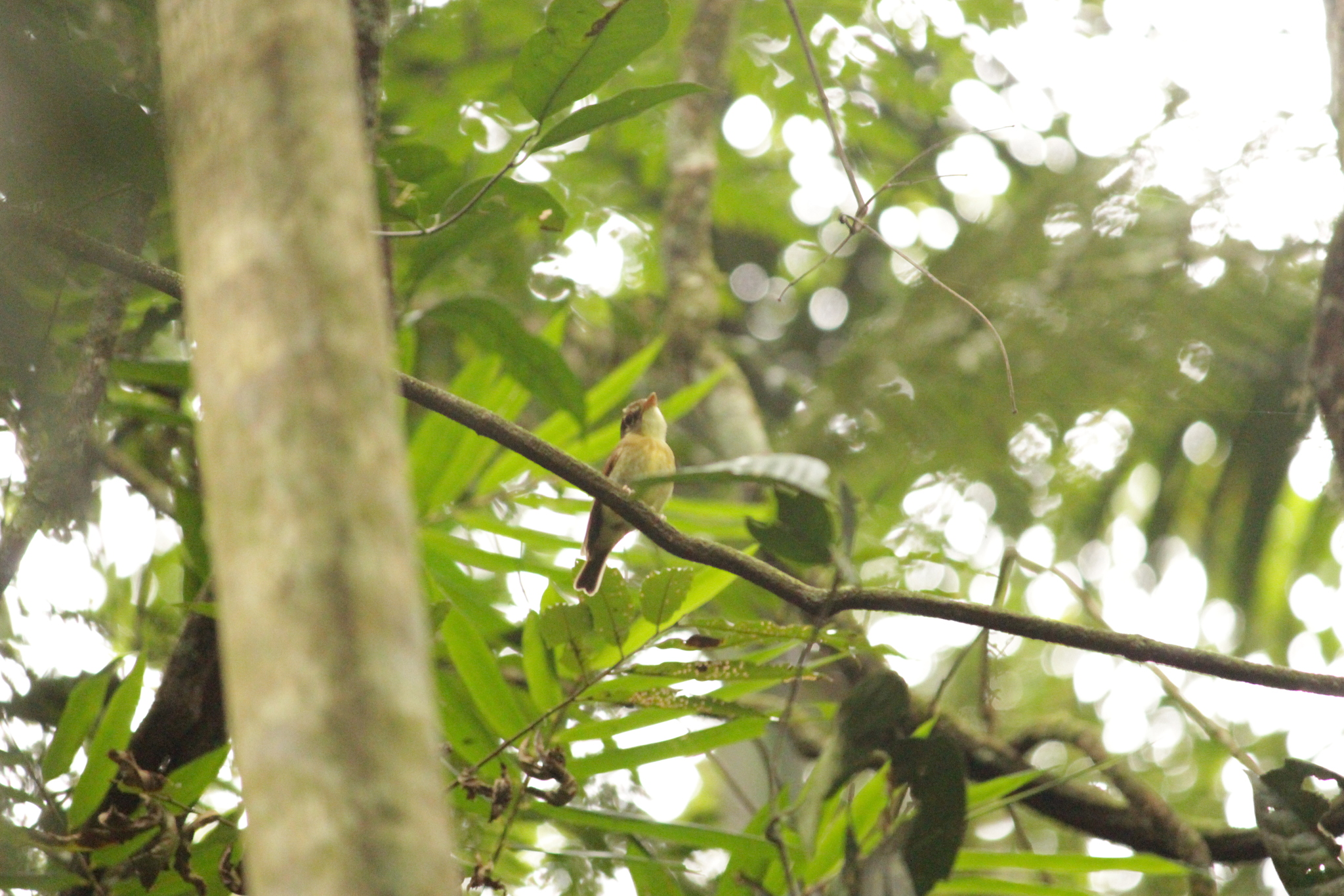 Russet-winged Spadebill (Platyrinchus leucoryphus), photo 10
