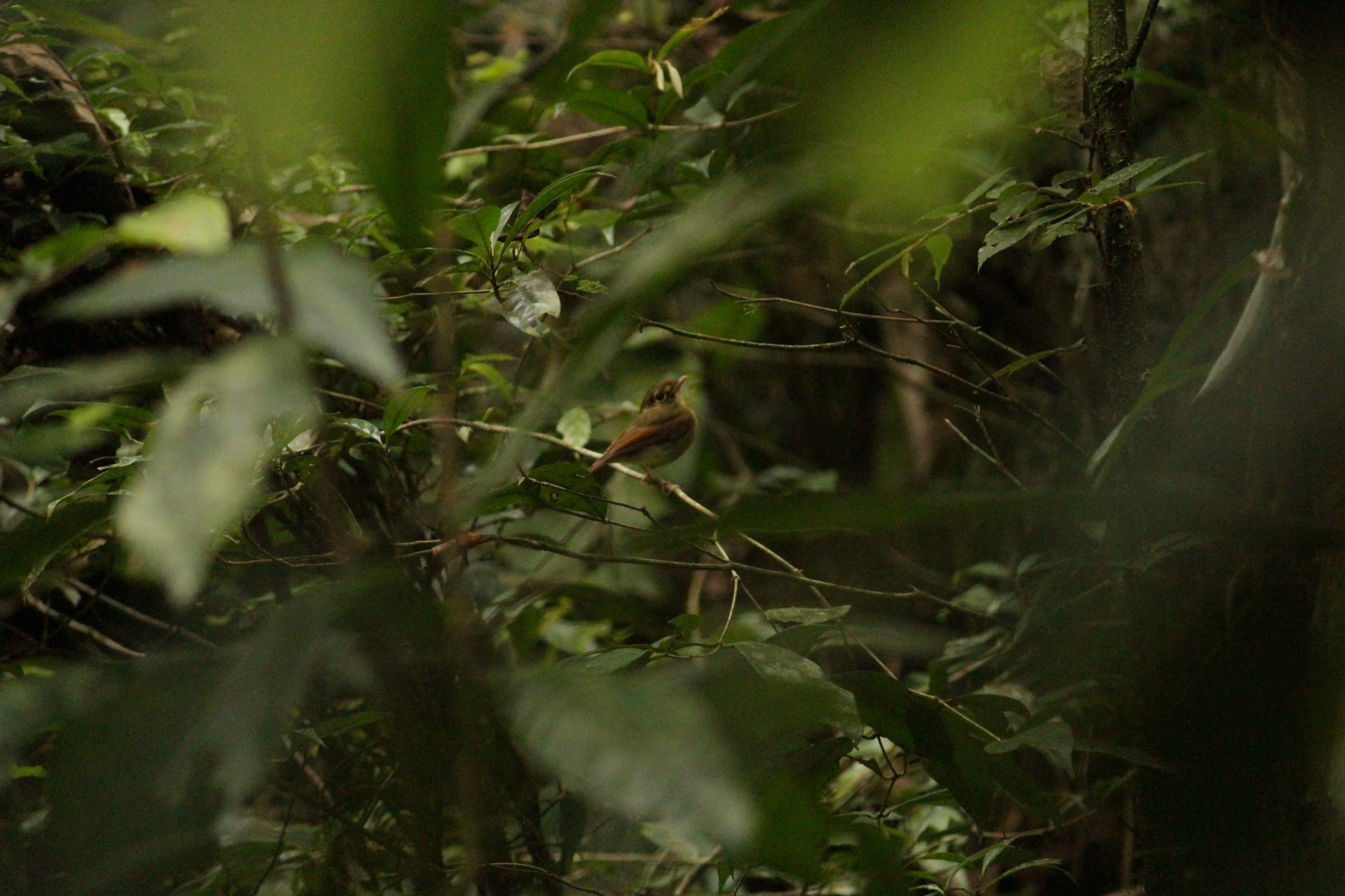 Russet-winged Spadebill (Platyrinchus leucoryphus), photo 6