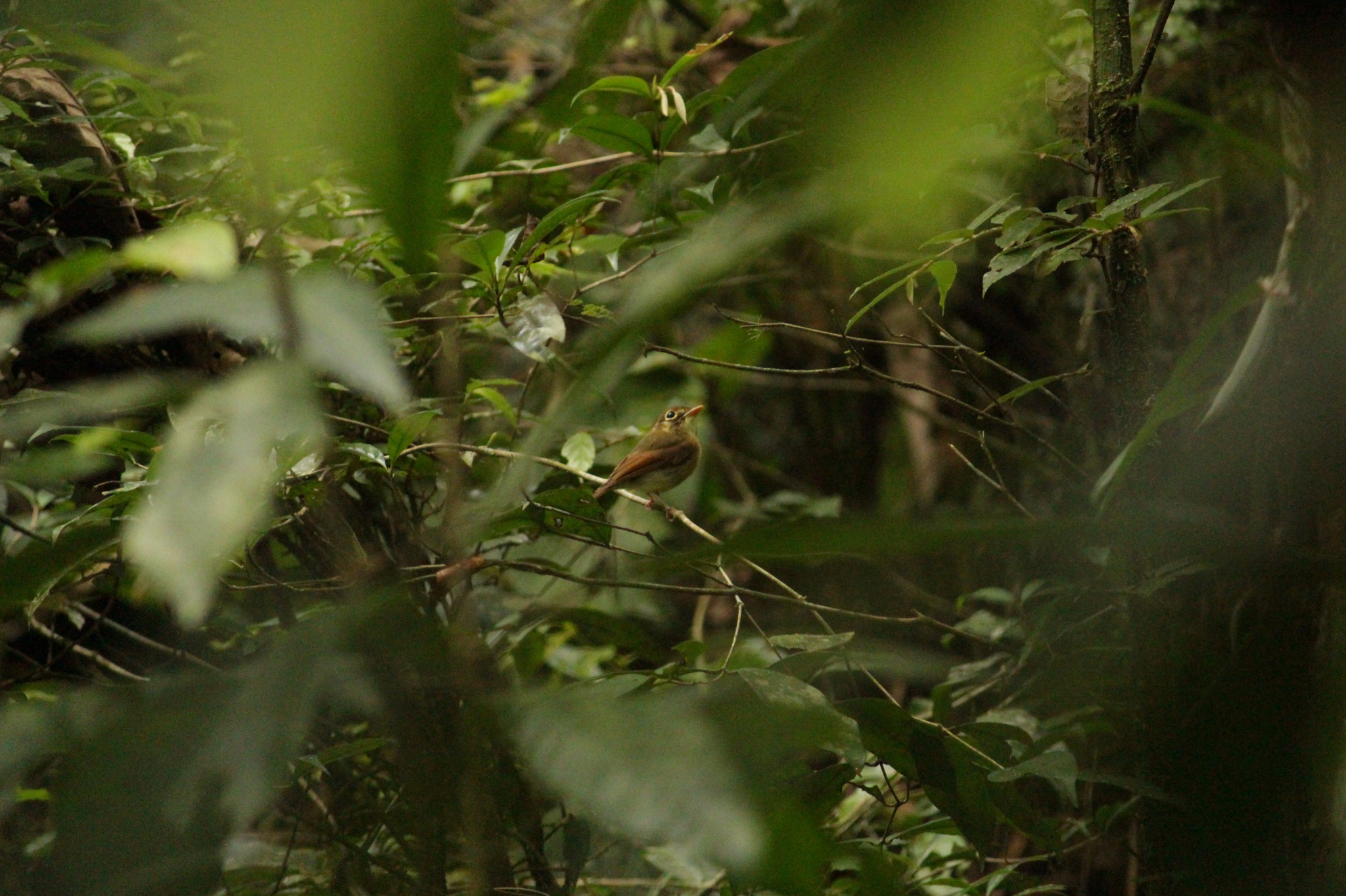 Russet-winged Spadebill (Platyrinchus leucoryphus), photo 3