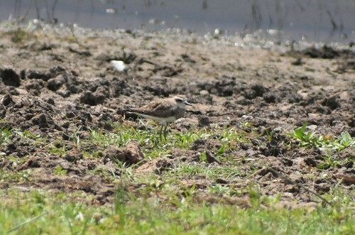 Caspian Plover (Anarhynchus asiaticus), photo 8