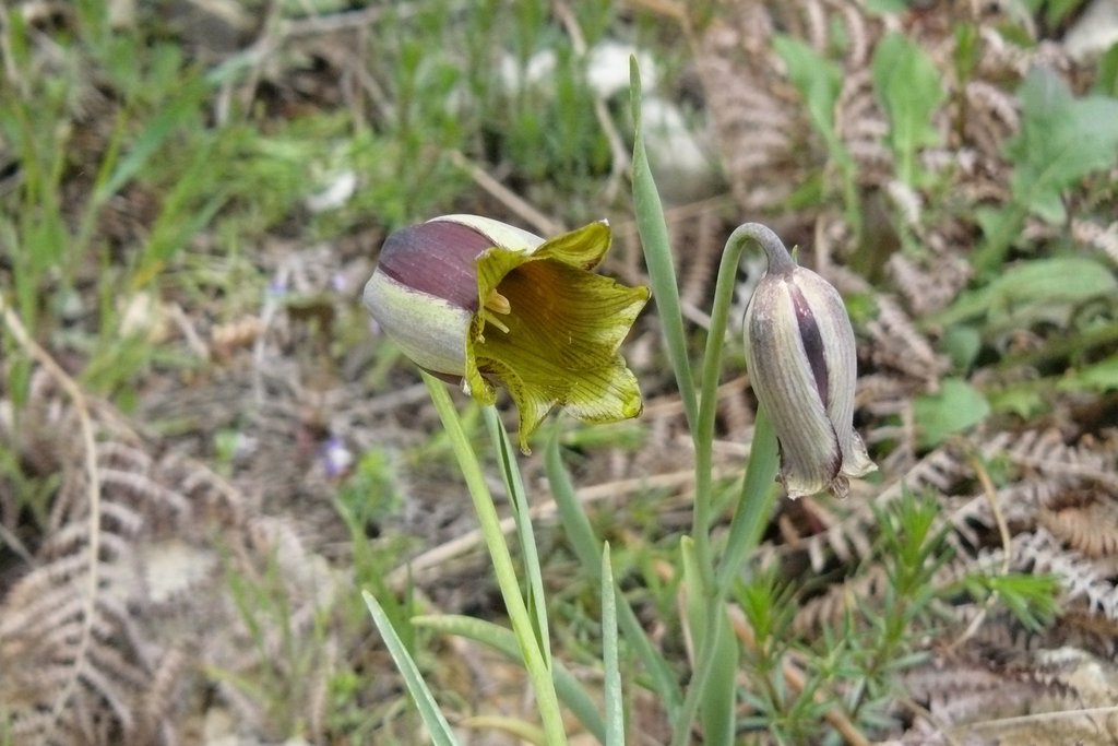 Fritillaria acmopetala; photograph (c) elias ziade, some rights reserved (CC BY)