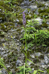 Gymnadenia densiflora