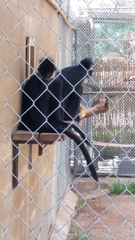 Trachypithecus francoisi