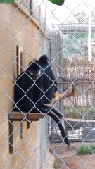 Trachypithecus francoisi