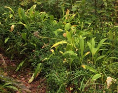 Allium microdictyon