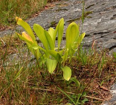 Allium microdictyon