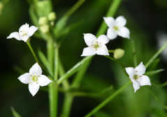Galium mexicanum