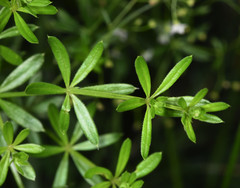 Galium mexicanum