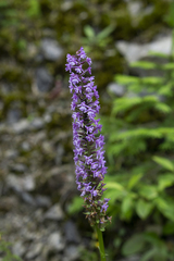 Gymnadenia densiflora