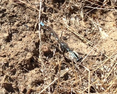 Enallagma carunculatum