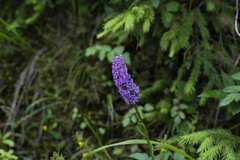 Gymnadenia densiflora