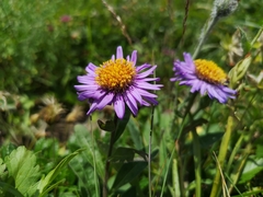 Aster alpinus