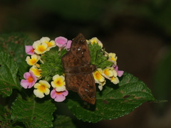 Polyctor enops