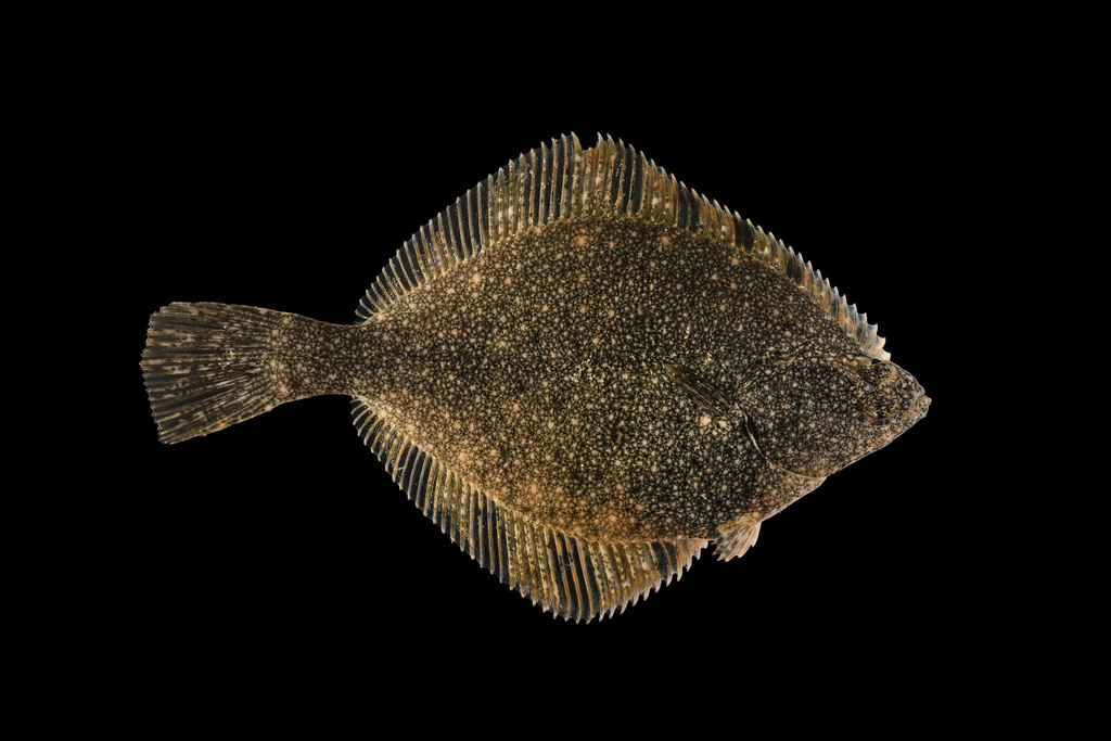 Starry flounder (Platichthys stellatus) — Pleuronectidae