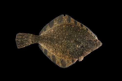 Starry flounder (Platichthys stellatus) — Pleuronectidae
