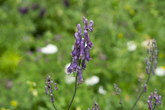 Aconitum moldavicum