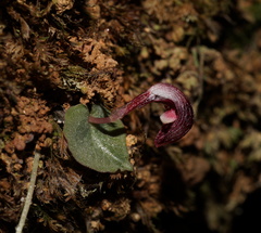 Corybas abellianus