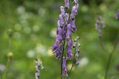 Aconitum moldavicum