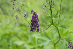Aconitum moldavicum