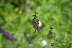 Aconitum moldavicum