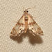 Two-banded Petrophila - Photo (c) Reiner Jakubowski, some rights reserved (CC BY-SA), uploaded by Reiner Jakubowski