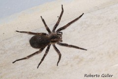 Centroctenus brevipes