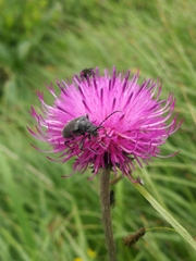 Brachyta interrogationis