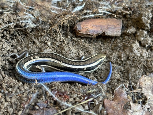 iNaturalist observation photo of Western Skink