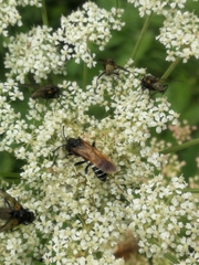 Tenthredo segmentaria