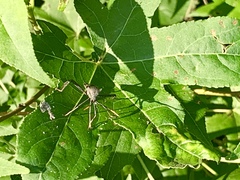 Acanthocephala declivis