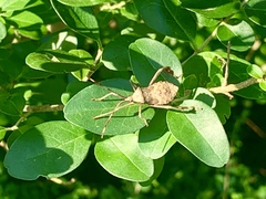 Acanthocephala declivis