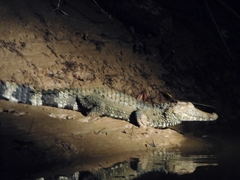 Paleosuchus trigonatus