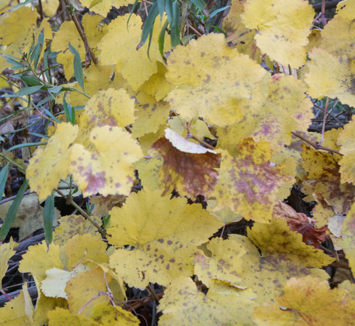 California Grape foliage