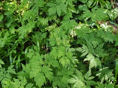 Chaerophyllum hirsutum