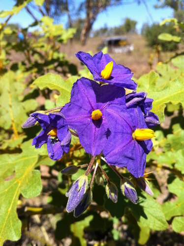 Solanum melanospermum