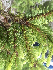 Arceuthobium pusillum